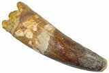 Real Fossil Spinosaurus Tooth - No Repair or Restoration #272135-1
